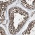 Immunohistochemistry-Paraffin: ABCC9 Antibody [NBP1-84436] Immunohistochemical staining of human testis shows cytoplasmic positivity in cells in seminiferus ducts.